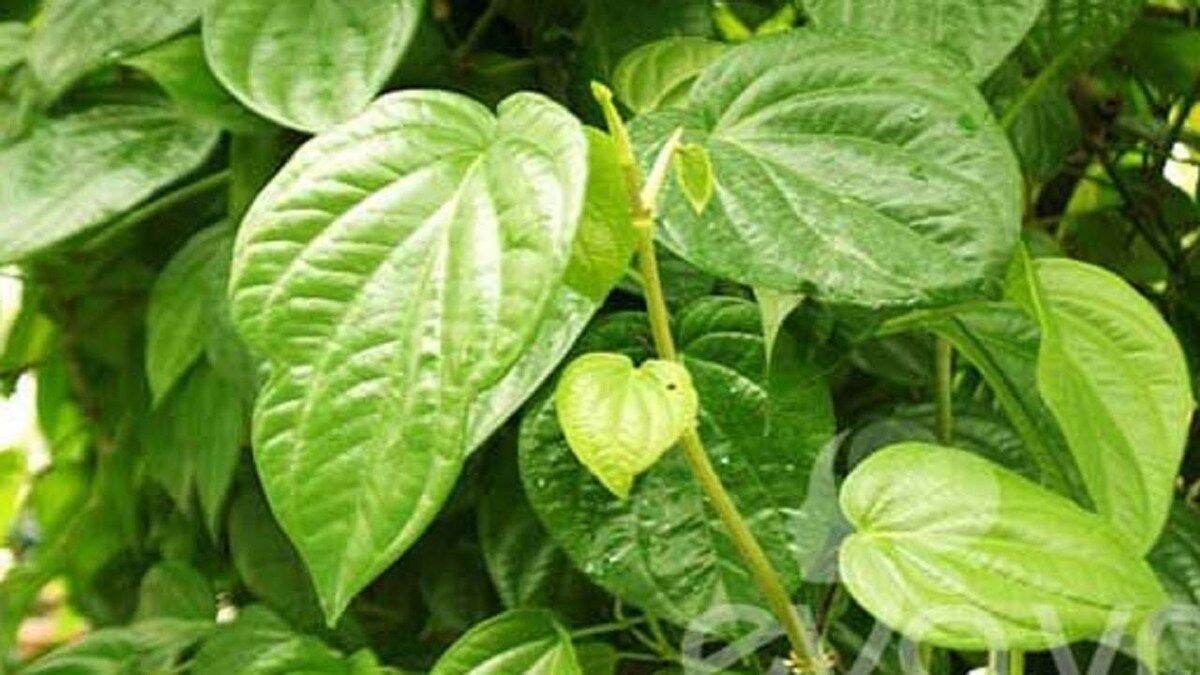 Lá trầu không tươi 100gr