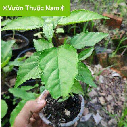 Cây vọng cách cây lá cách làm giống