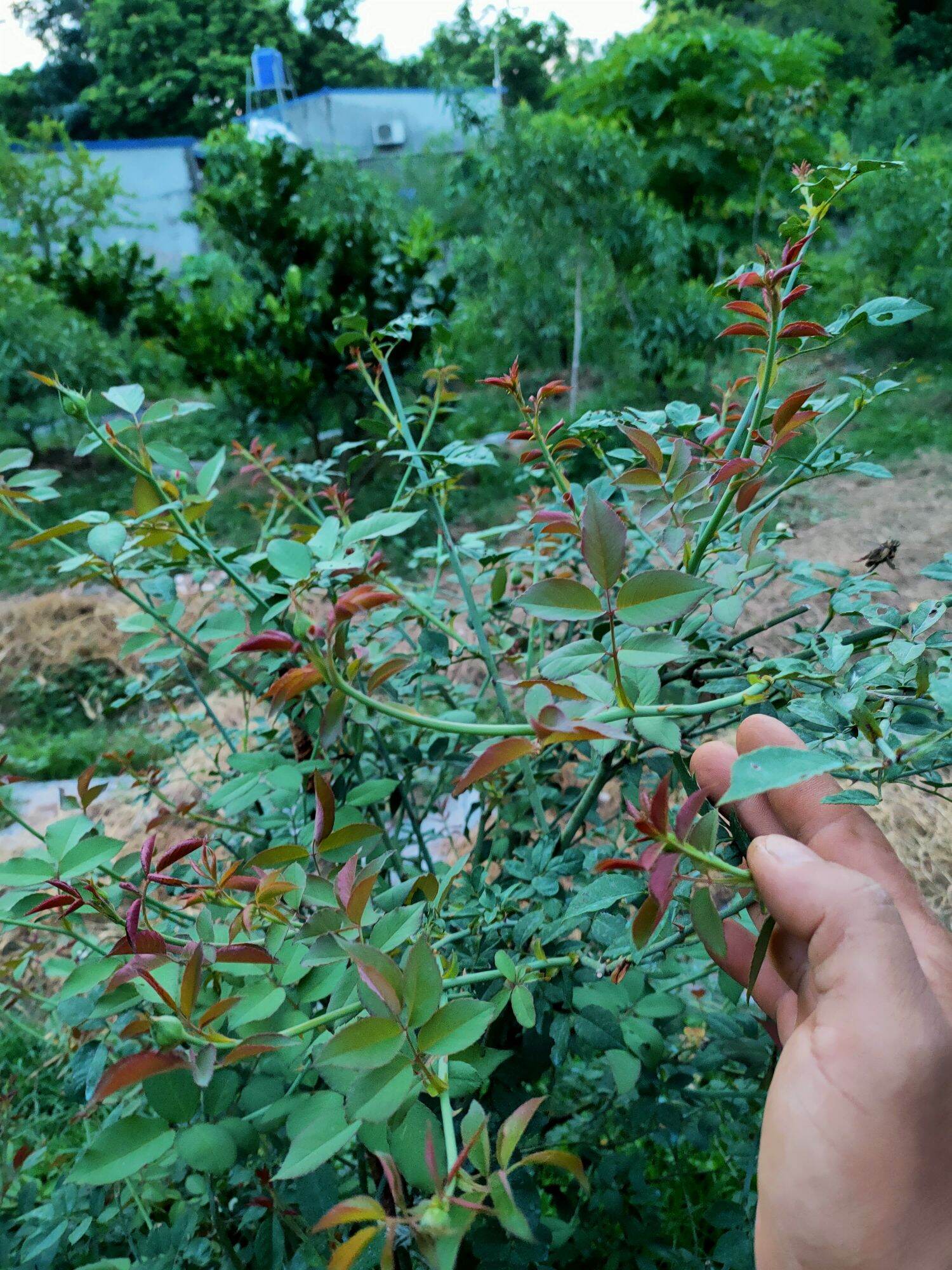 phân bón lá chuyên dùng cho hoa, cây cảnh Béo Mập
