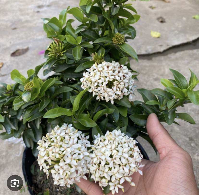 Trang Thái Trắng lá nhỏ