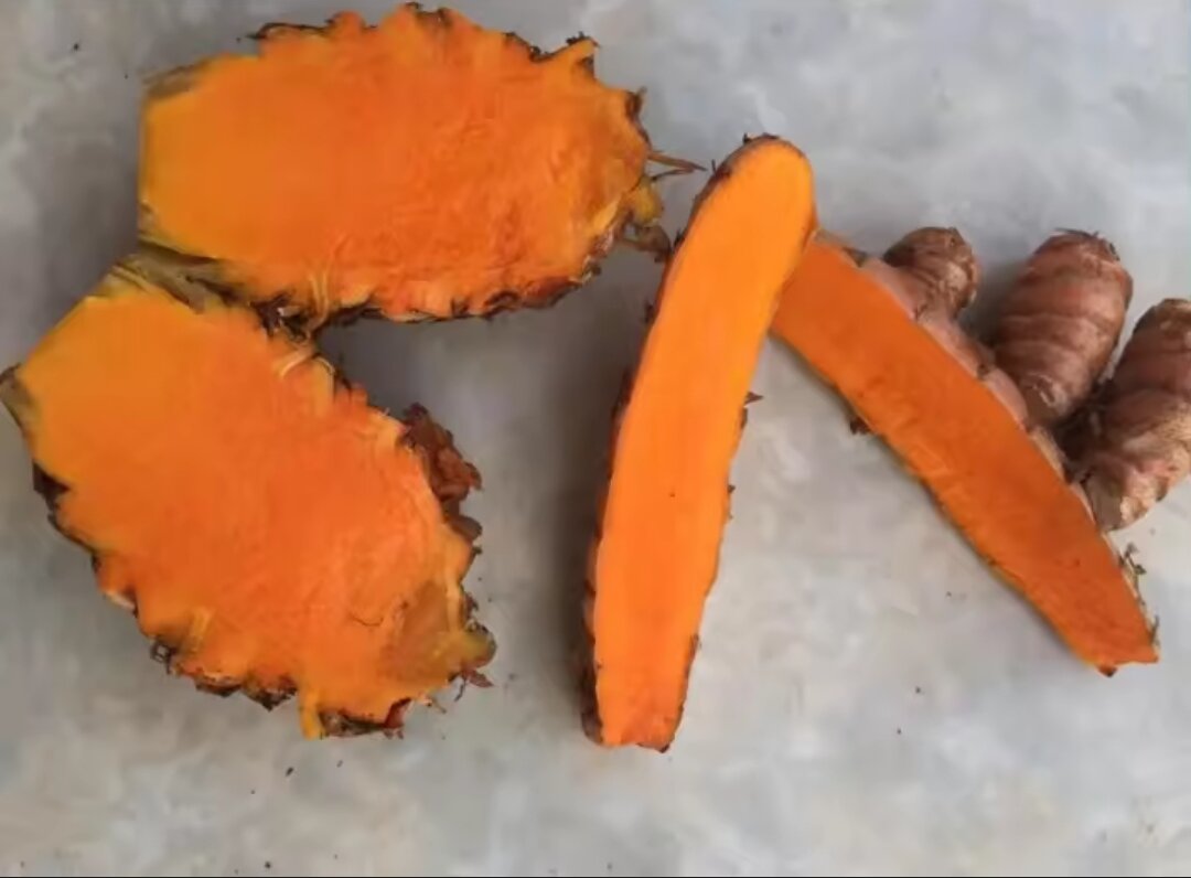 NGHỆ ĐỎ đào ở rừng không pha trộn