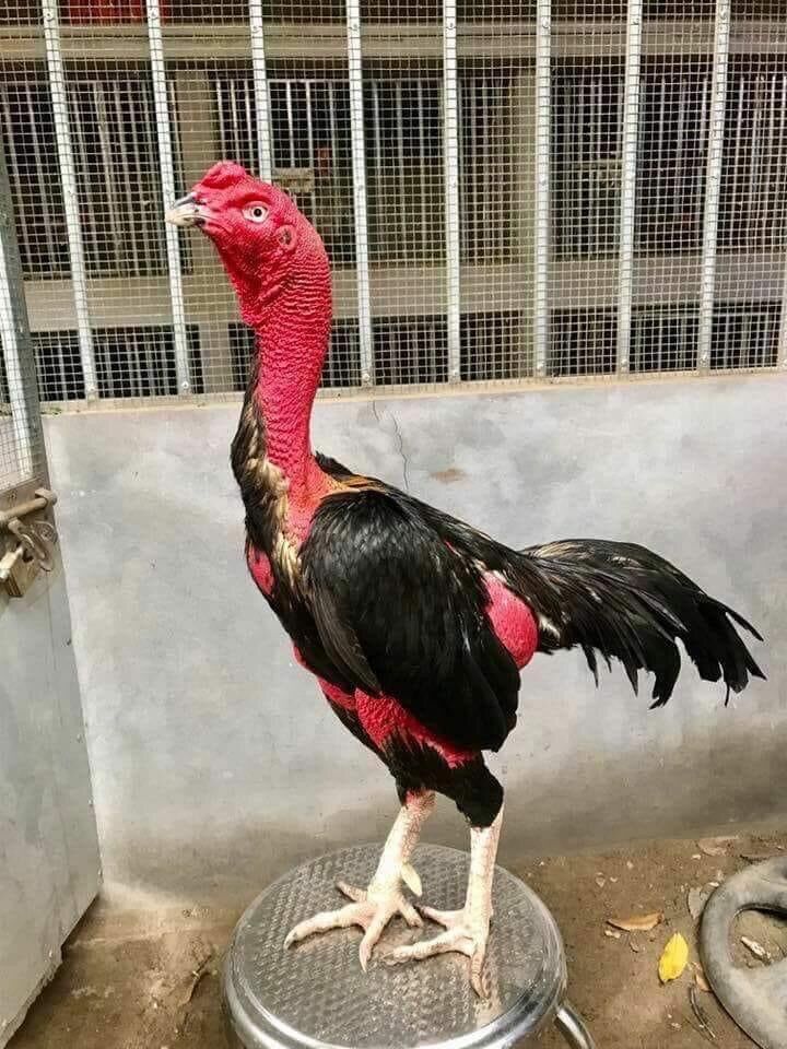 Herbal suit chicken coop