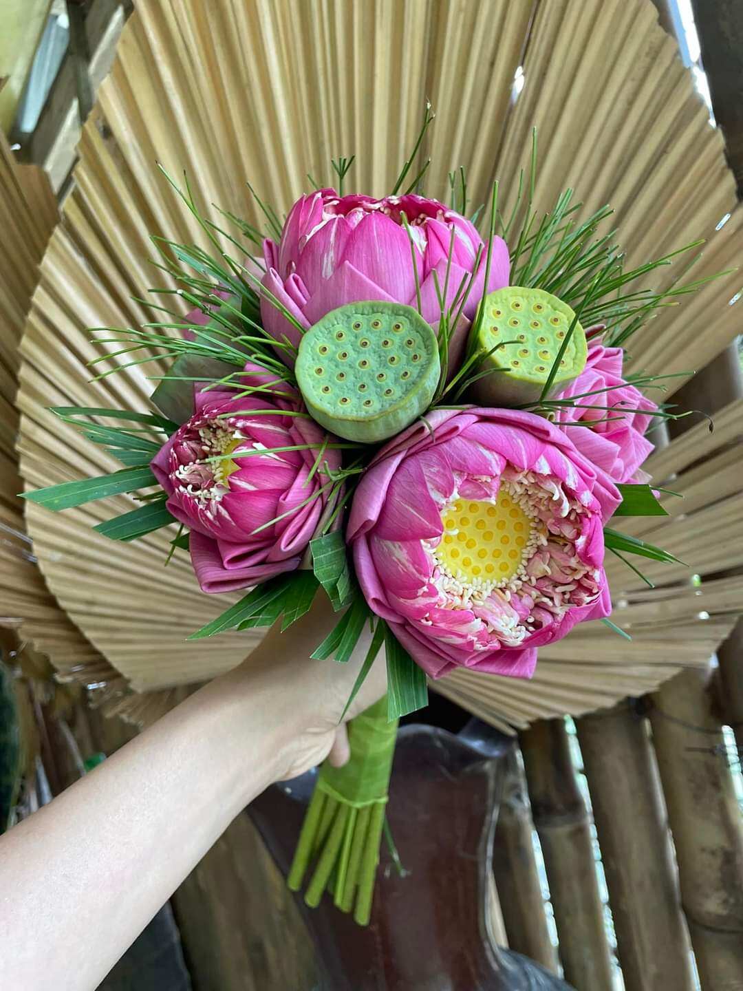 củ giống sen quan âm hồng