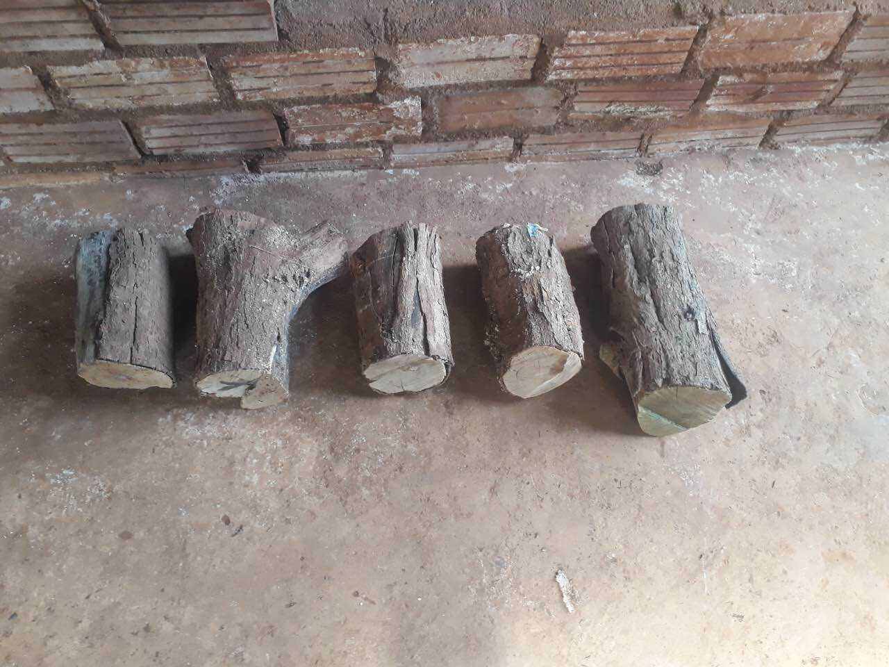 Gỗ lũa ghép lan (gỗ vú sữa)