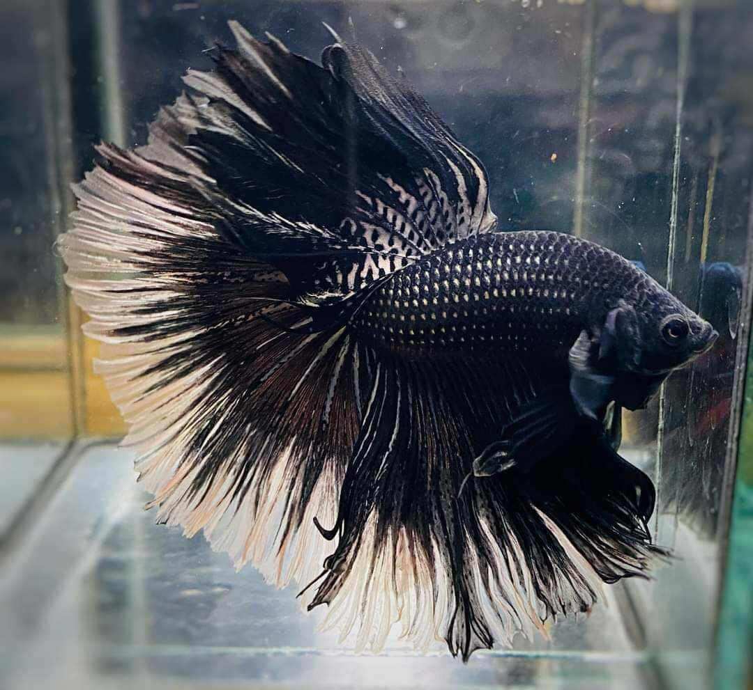 🌹 BETTA 🌹 koi Nemo glx ( làm giống tốt )