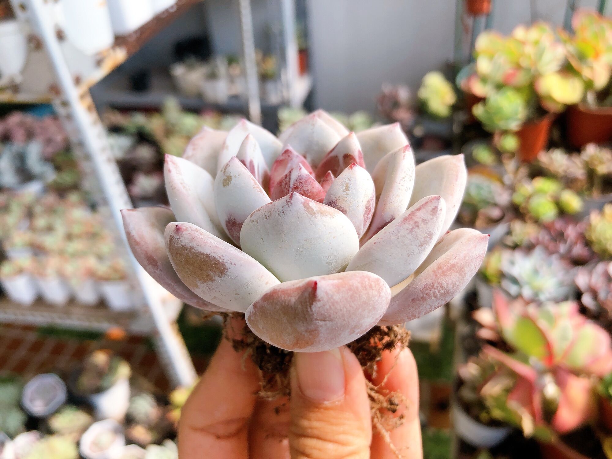 Sen đá laui lai 7-8cm