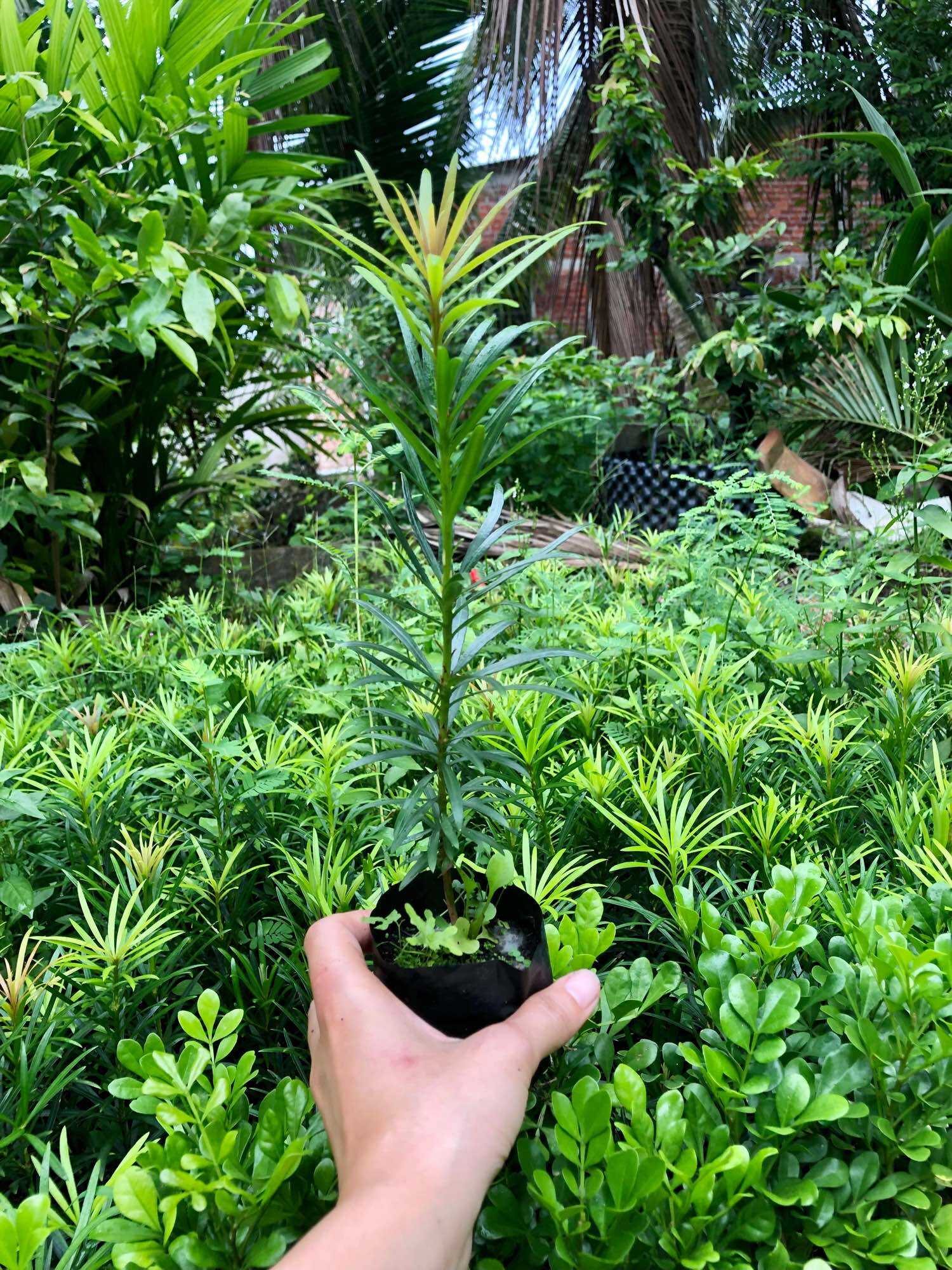 Combo 5 cây tùng la hán boiboi.organic, trong bầu đất, rễ mạnh
