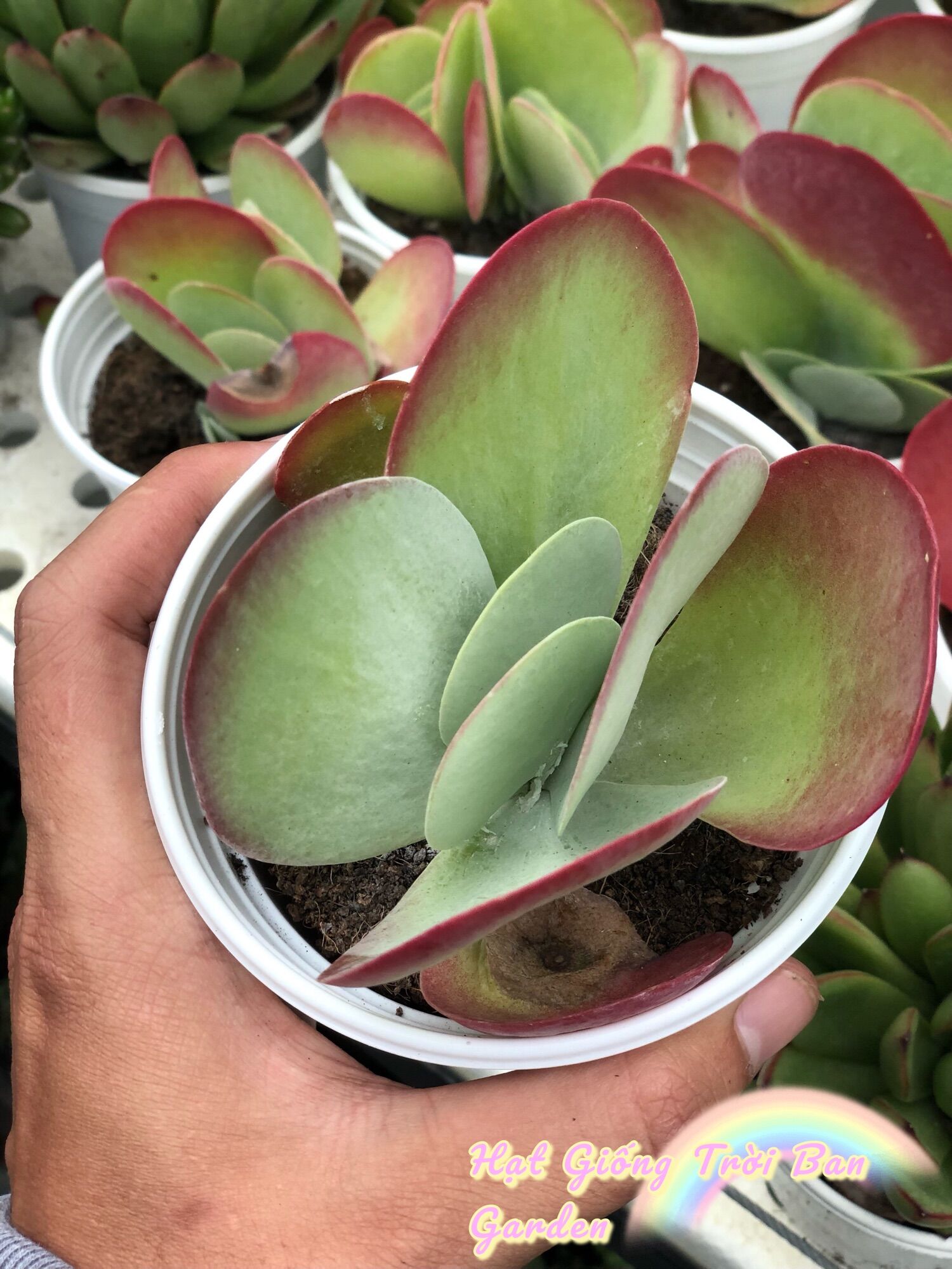 SEN CÁNH BƯỚM ĐÀ LẠT HƯ 1 ĐỔI 1 ❄️ SIÊU CUTE