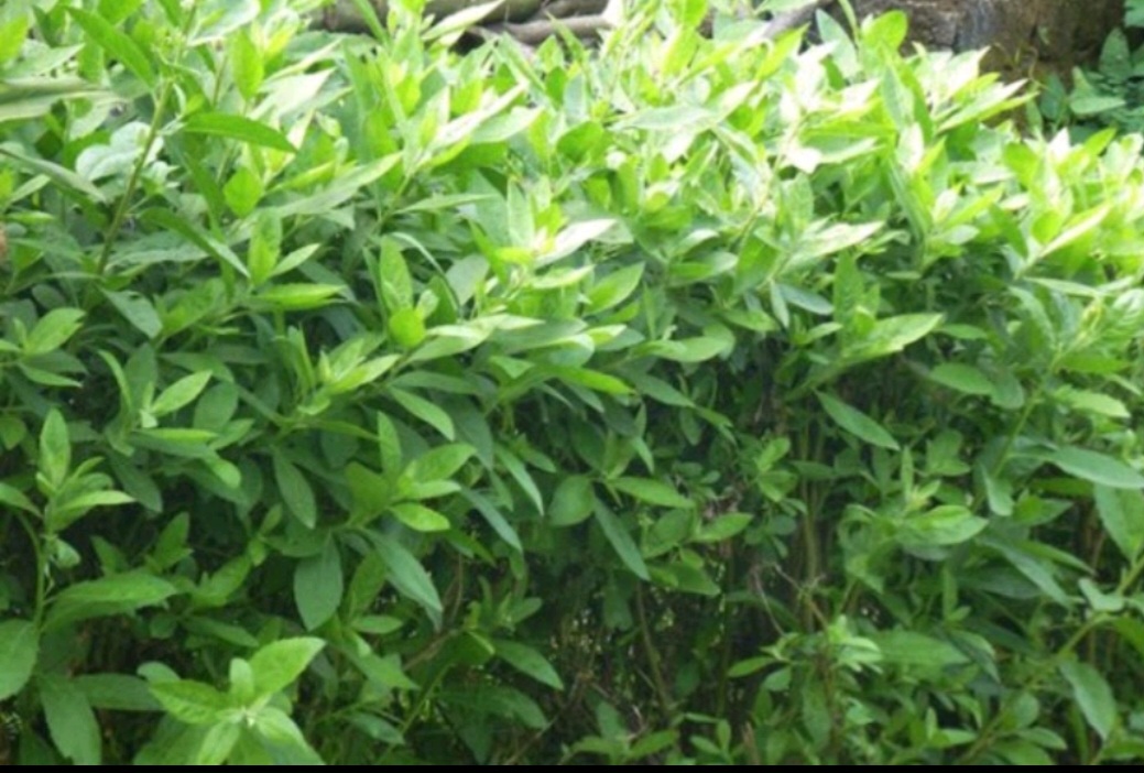 1 Kg Cúc Tần Tươi ( Cây Từ Bi )