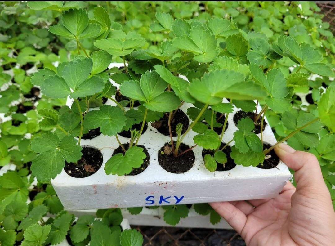 Dâu tây NHẬT SKYBERRY ( combo 10 cây Mô Vỉ - chuẩn giống)