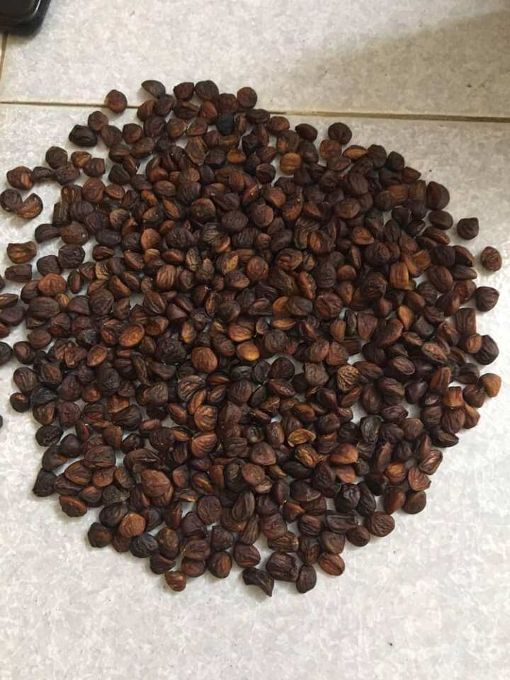 100GR HẠT DỔI NẾP HÒA BÌNH