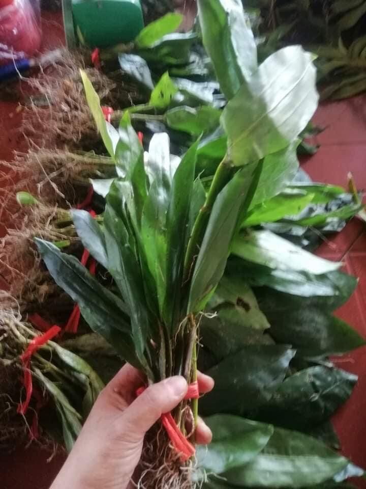 Hoa Lan kiều dẹt( bó 10 thân) vv