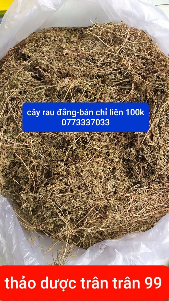 Cây rau đắng đất phơi khô 1kg