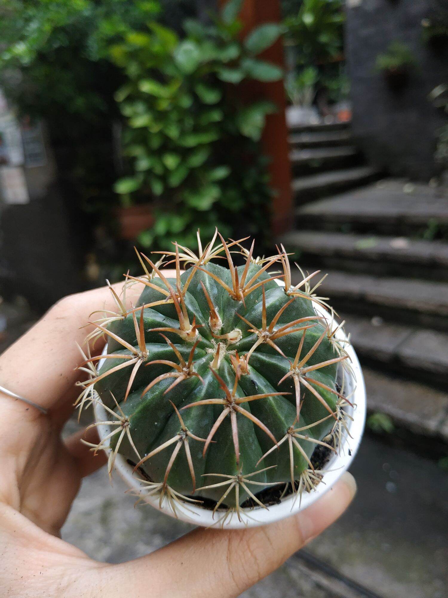 Xương rồng MELO