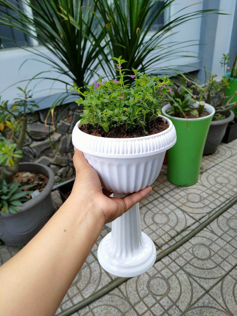 Chậu nhựa ly chân đế dáng cao size nhỏ mini đường kính 18 cao 28cm