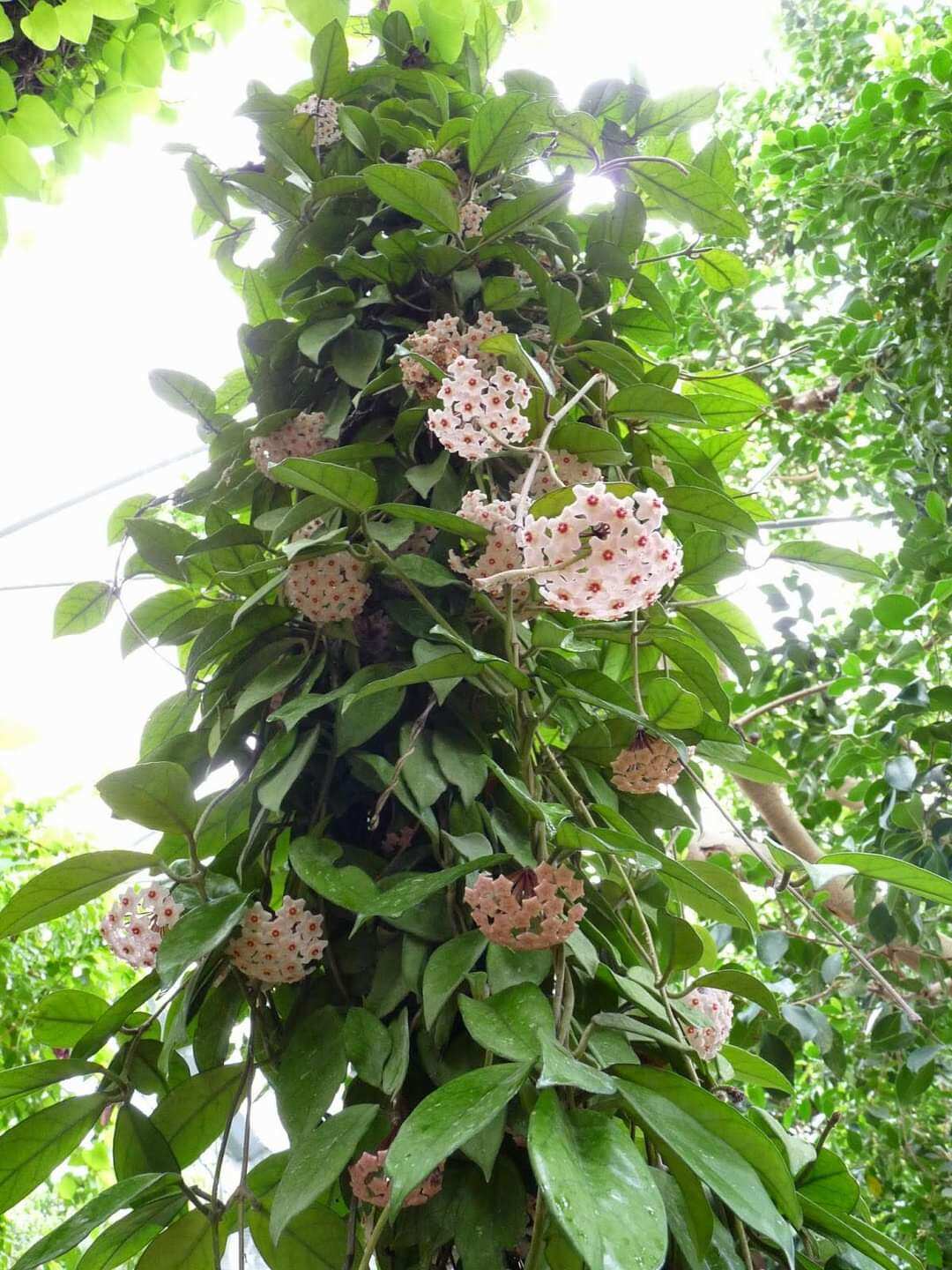 Cẩm cù trắng nhị đỏ hoa thơm sắp hoa