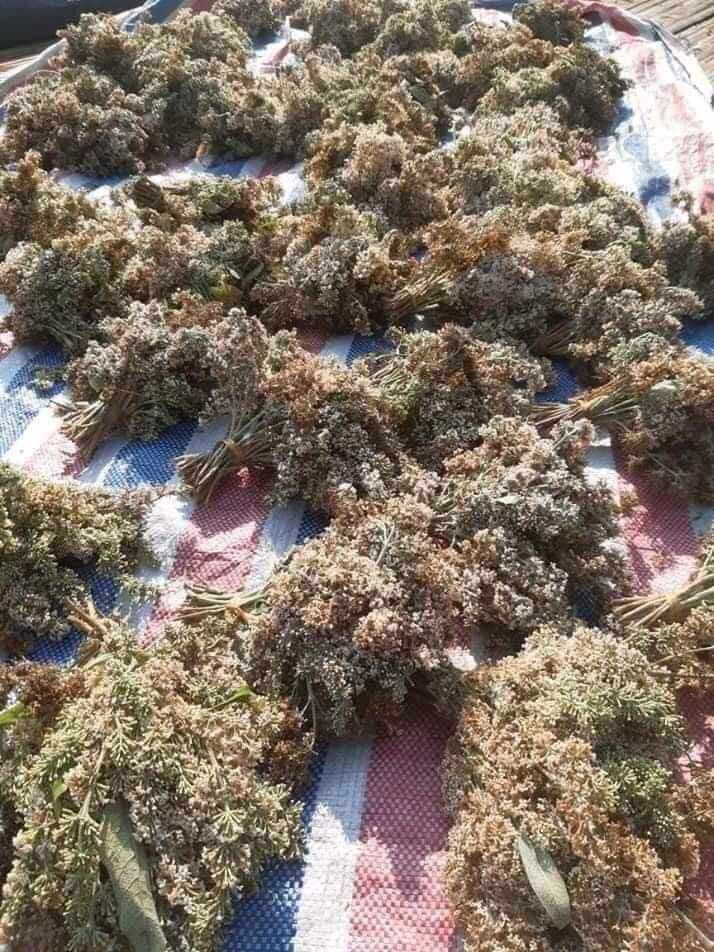 Hoa bó phón ( hoa mật mông) làm xôi vàng (1bó)