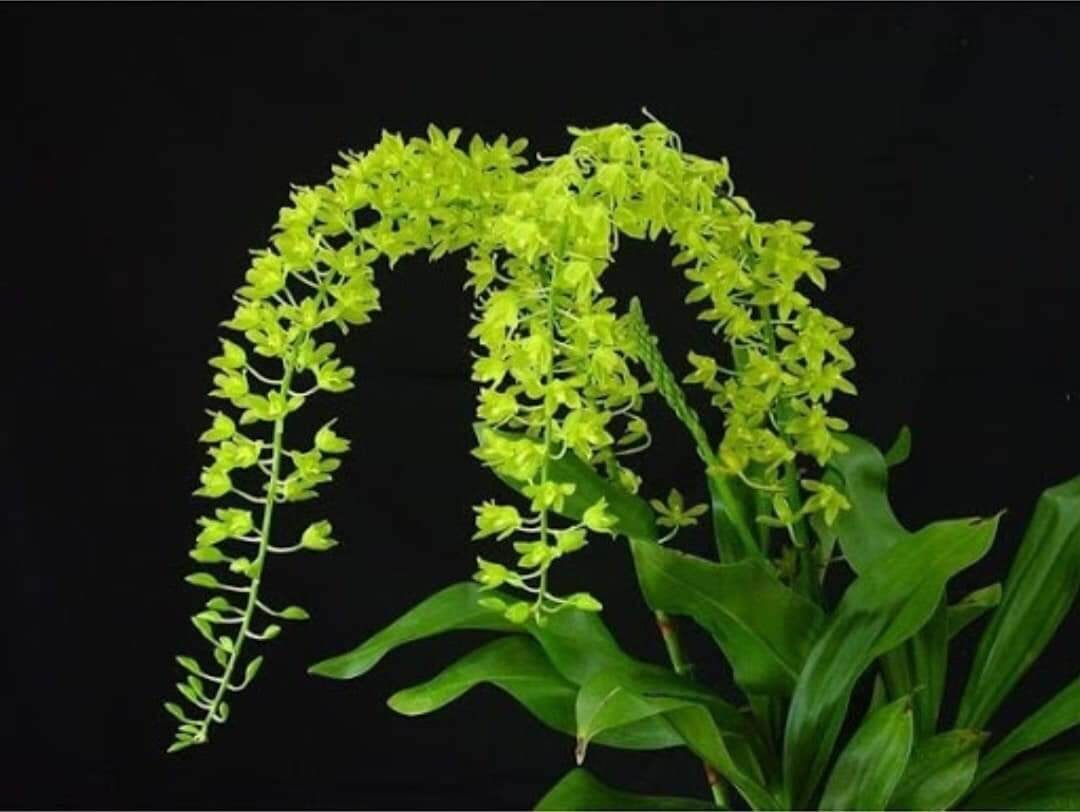 Lan vũ nữ hoàng hậu xanh trưởng thành