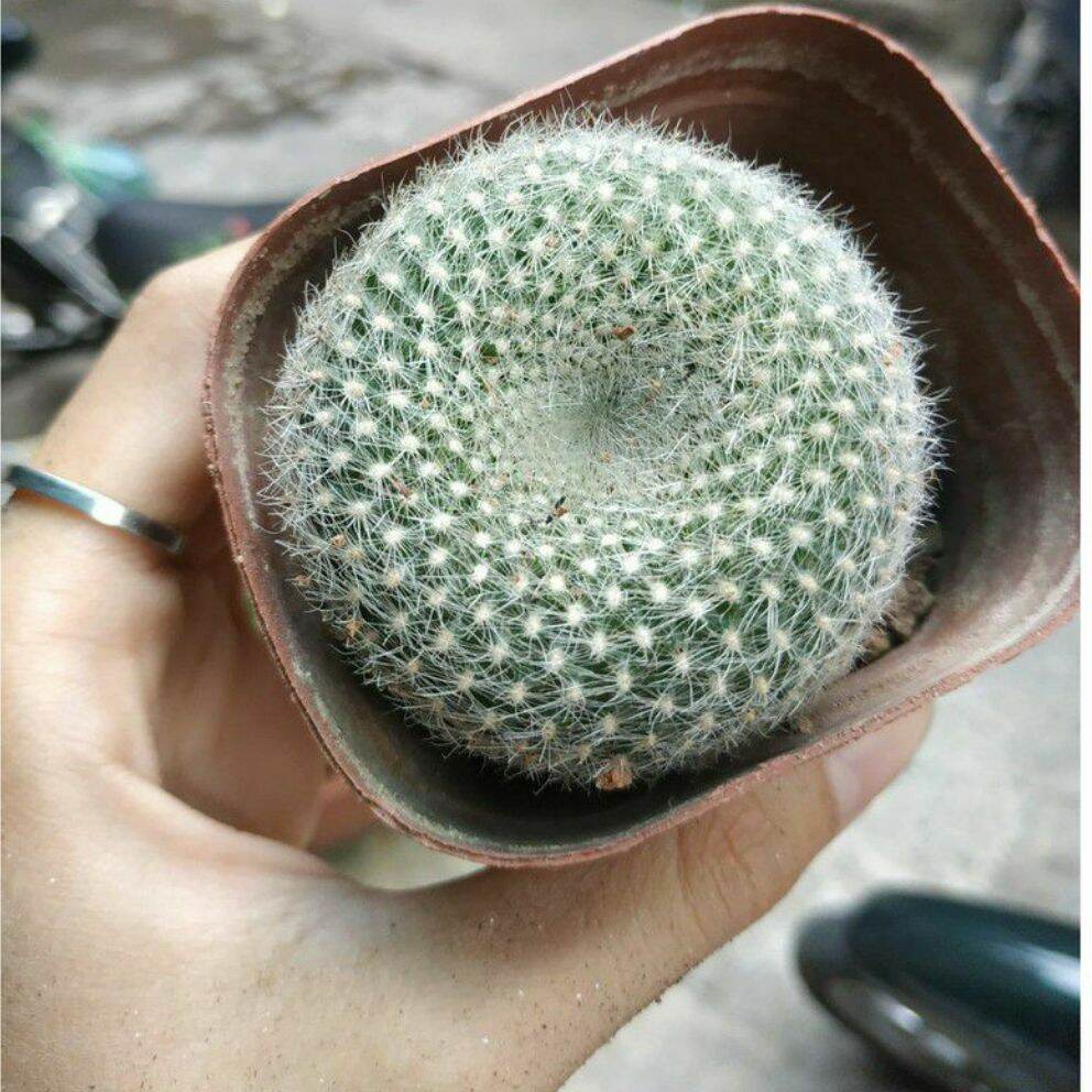 Xương rồng LÔNG THIÊN NGA ~5cm