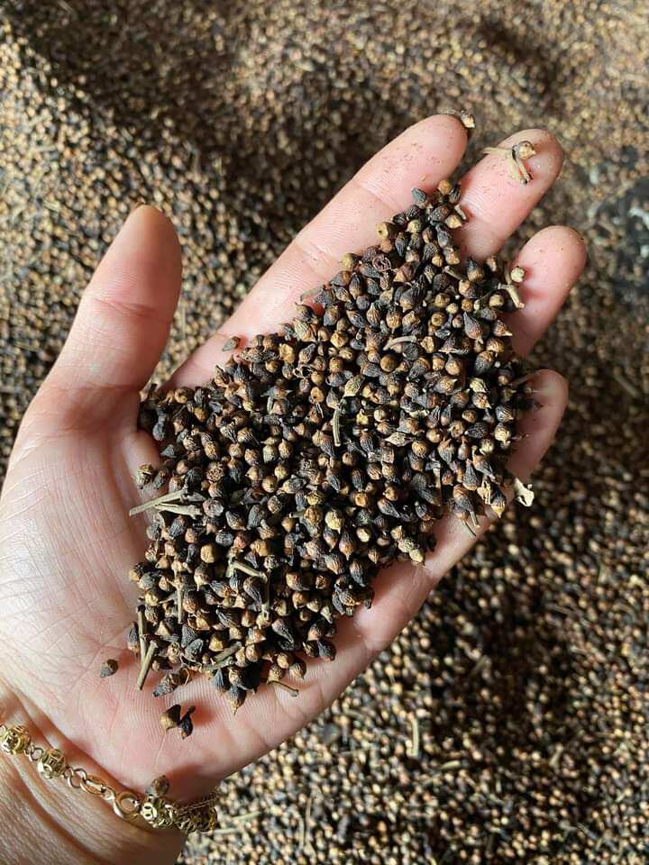 1 kg Nụ Vối phơi khô hàng mói