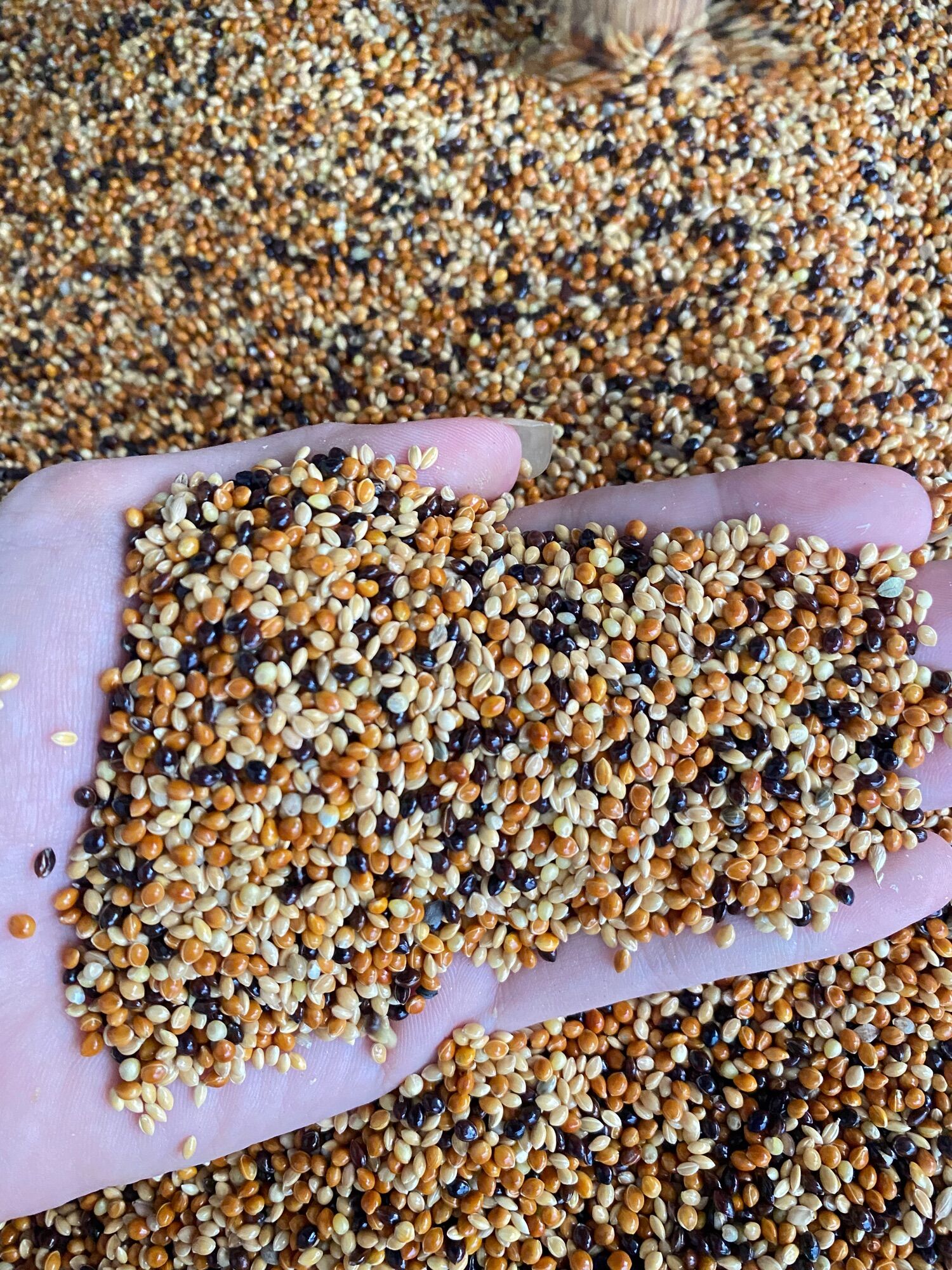 Cỏ thái dành cho chim cu gáy