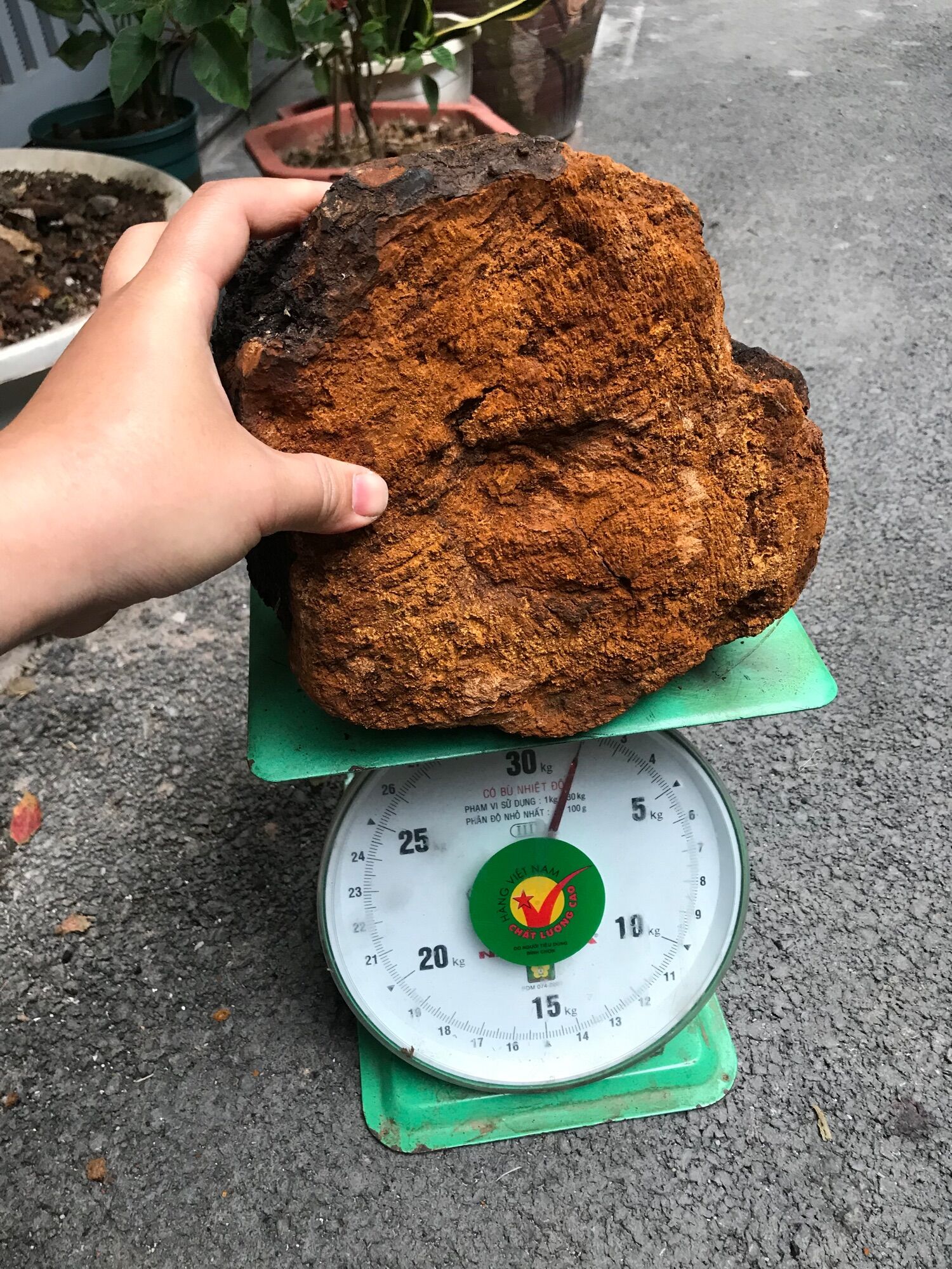Nấm Chaga Nga 700k/kg