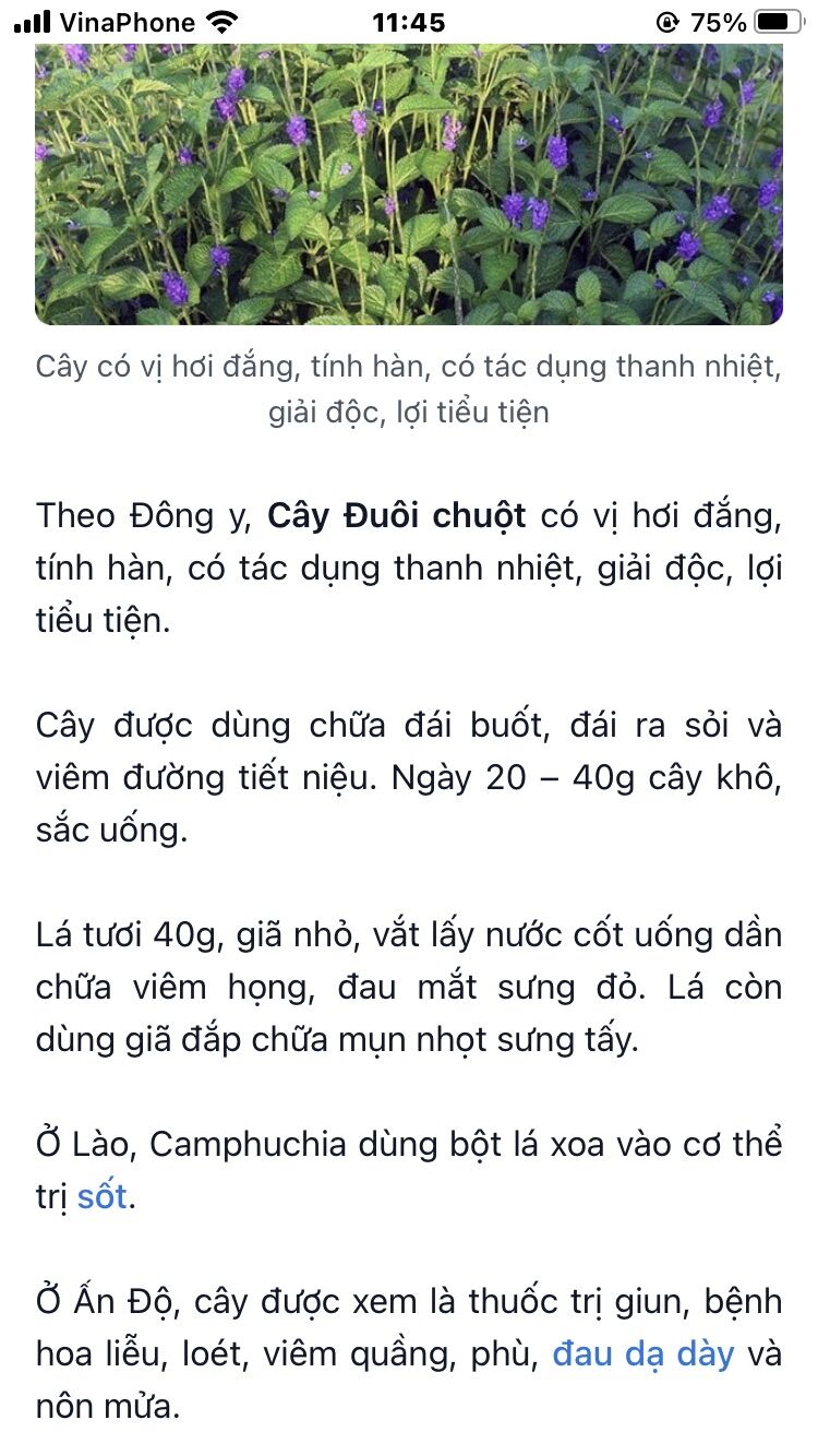 Cây đuôi chuột (3 cây)