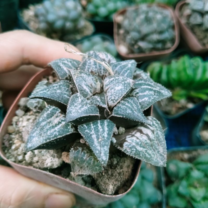 ( Sale 50%) Sen đá Haworthia yuki rất đẹp 6_7 cm