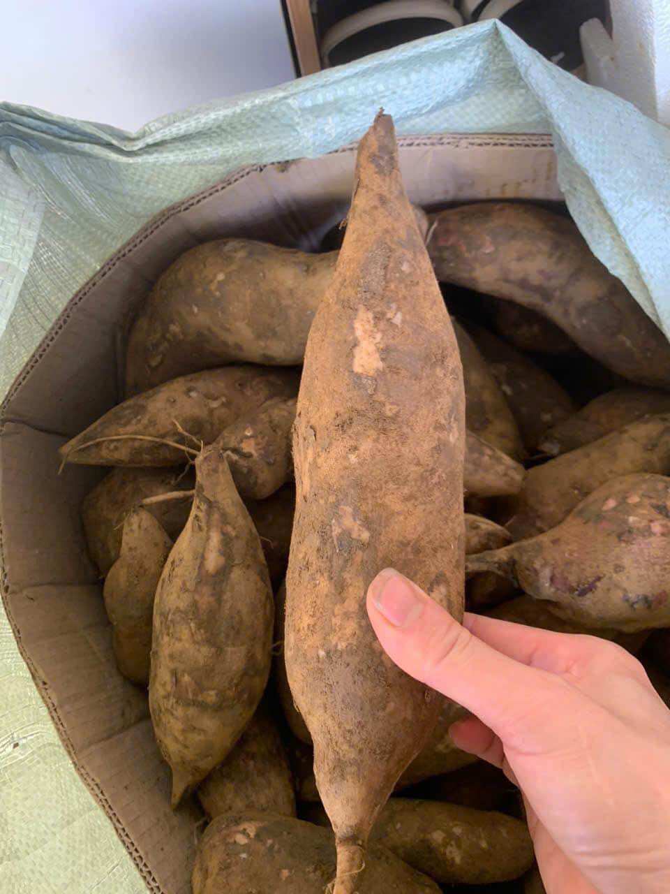 Sét 5kg Khoai Sâm đất Lào Cai (size to 4-5củ/1kg)