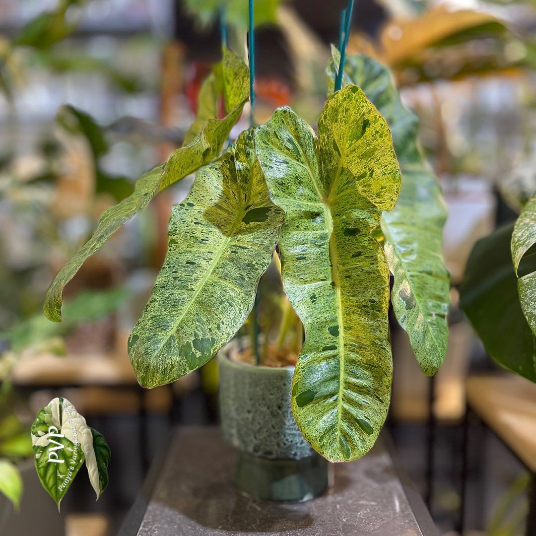 Cây Philodendron Paraiso Verde Variegated