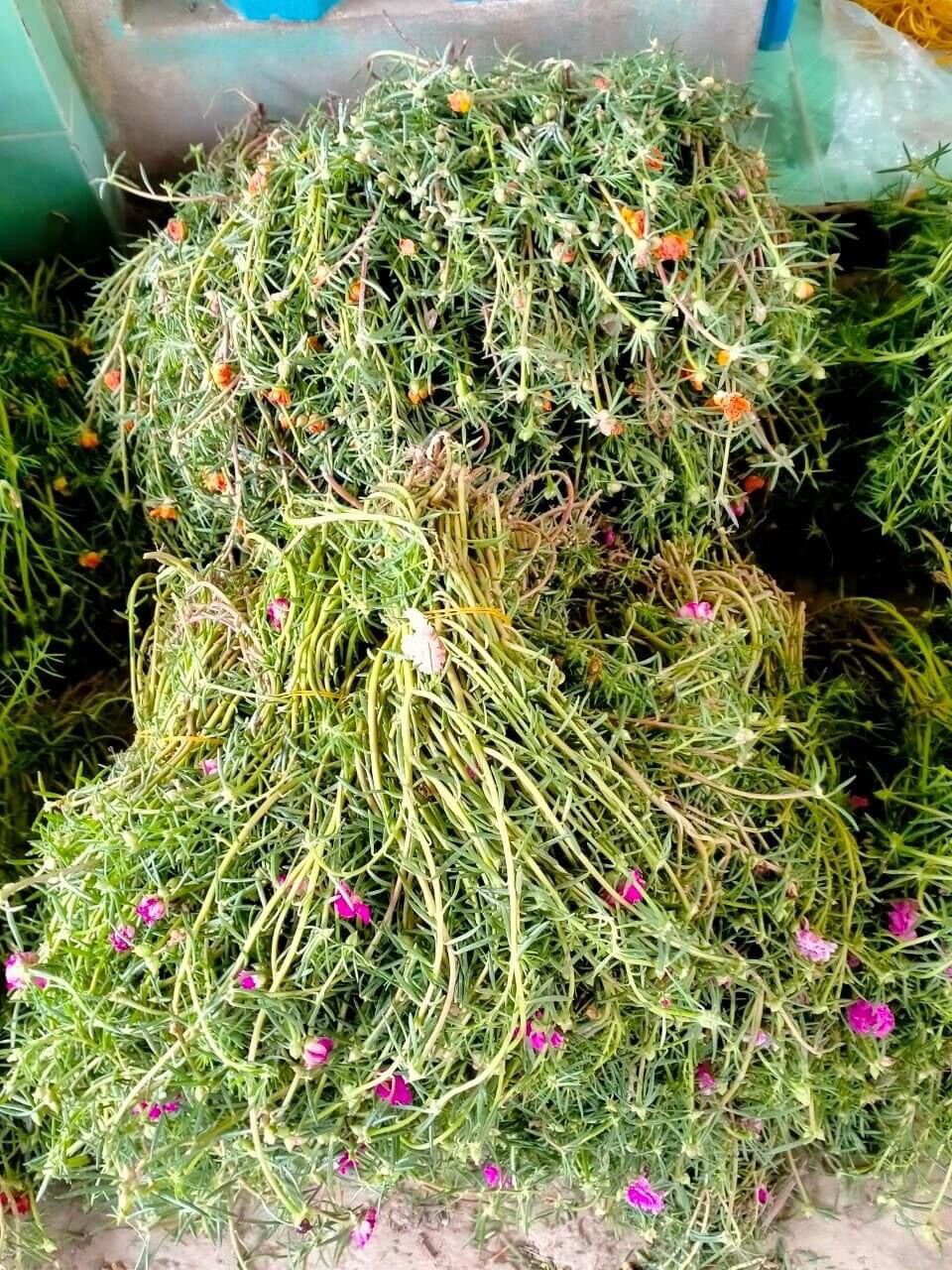 Hoa mười giờ thái kép(1 bó)