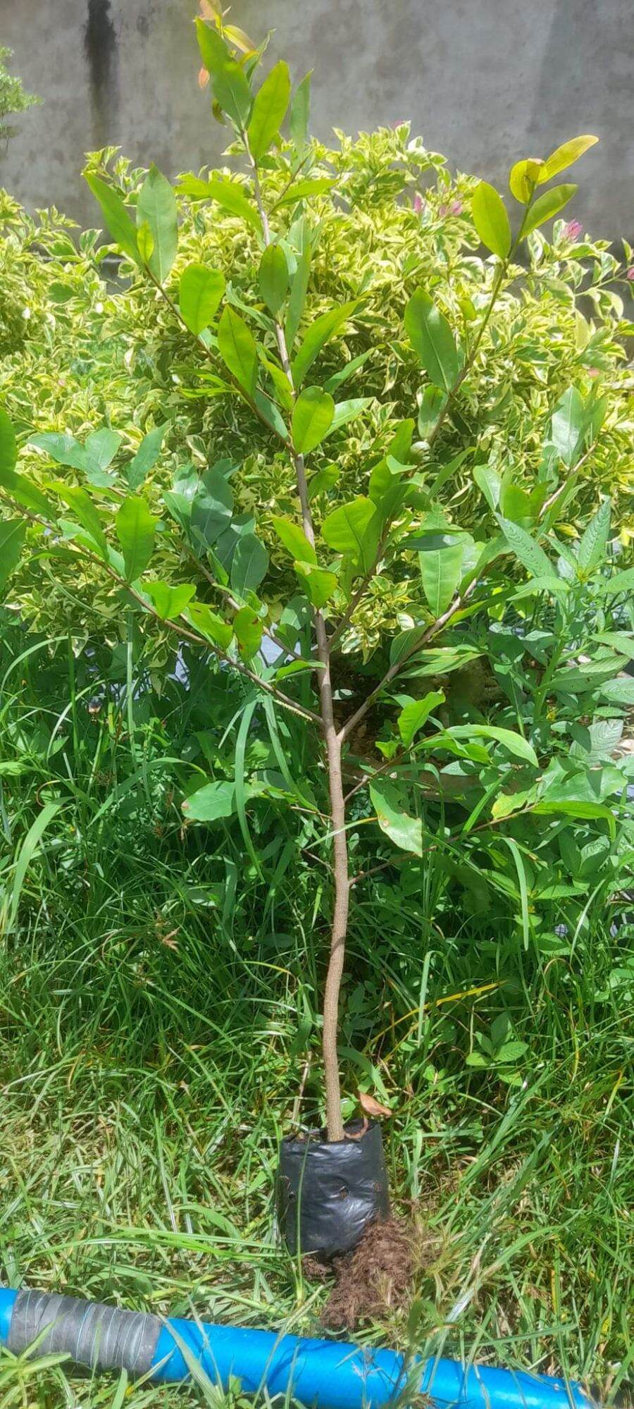 Mai Bí quấn rễ chuẩn 4_5 múi ( Cao từ 100_160cm )