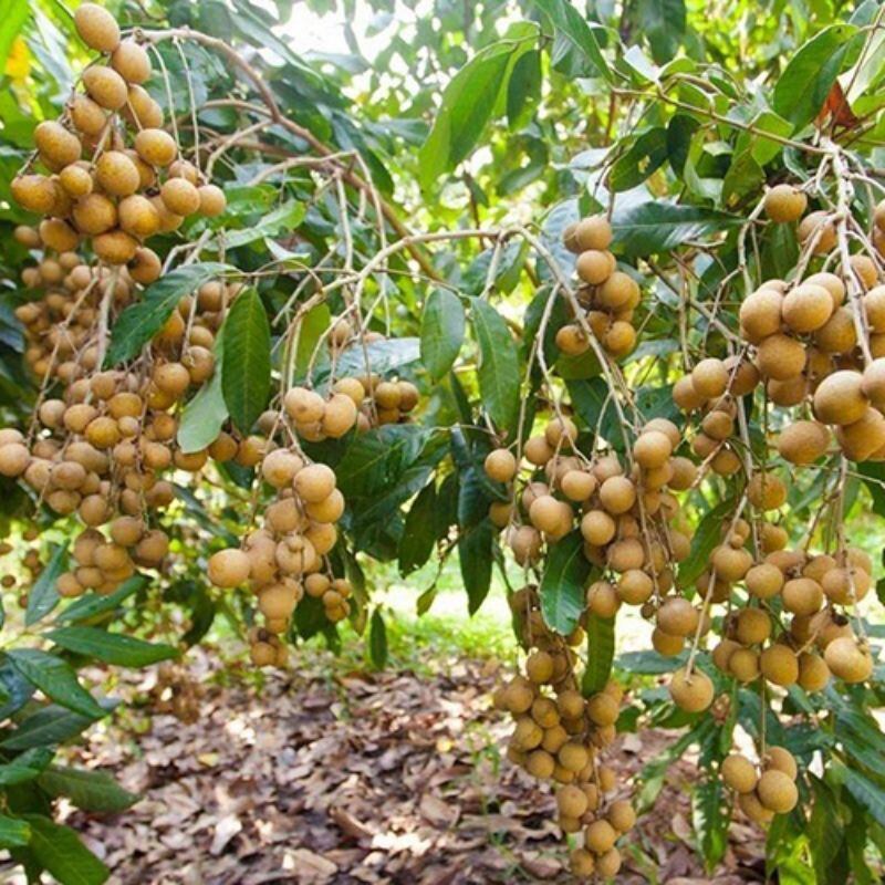 Cây giống nhãn IDO thái