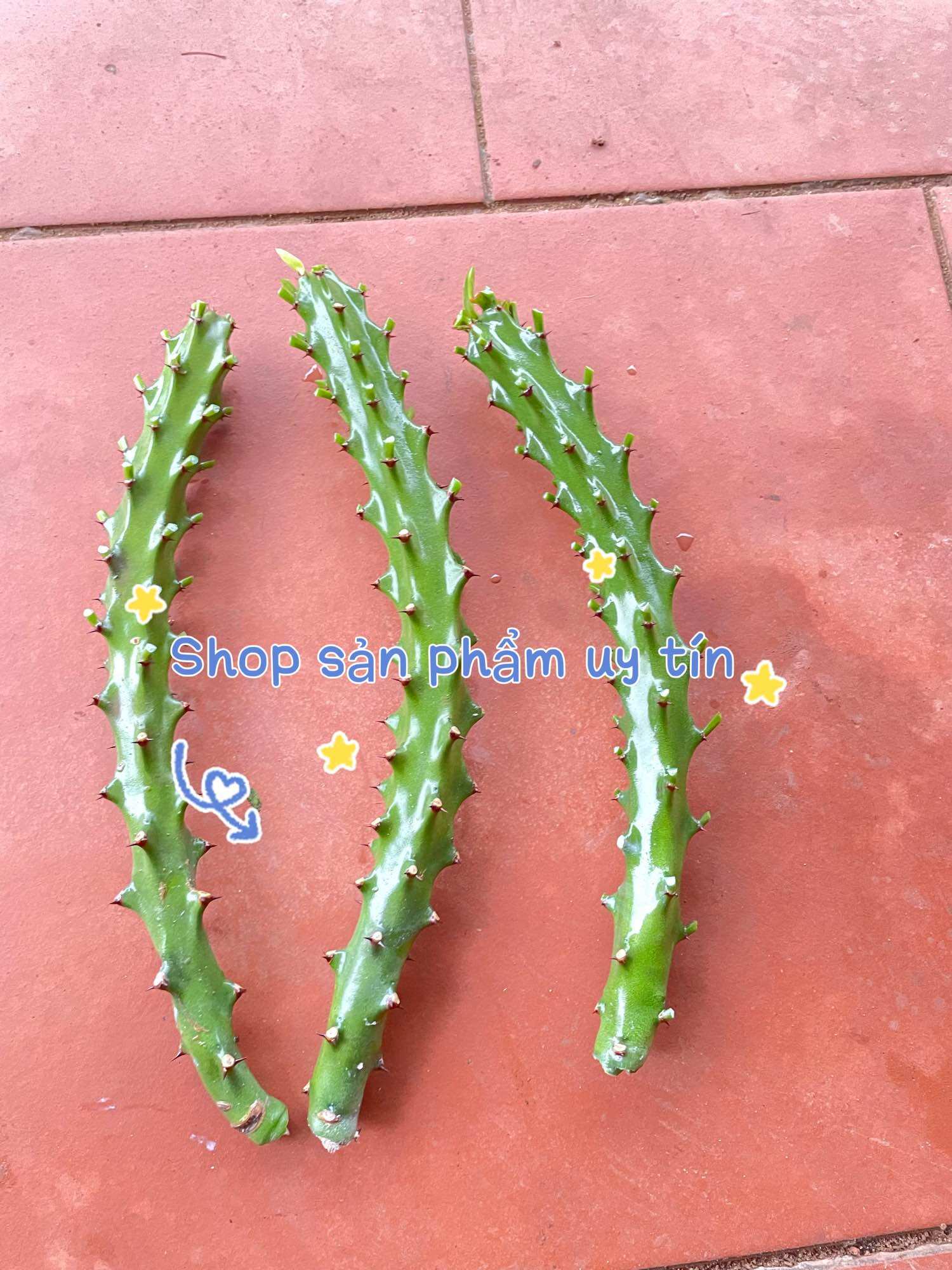 Xương rồng ngọc lân (35-40cm)