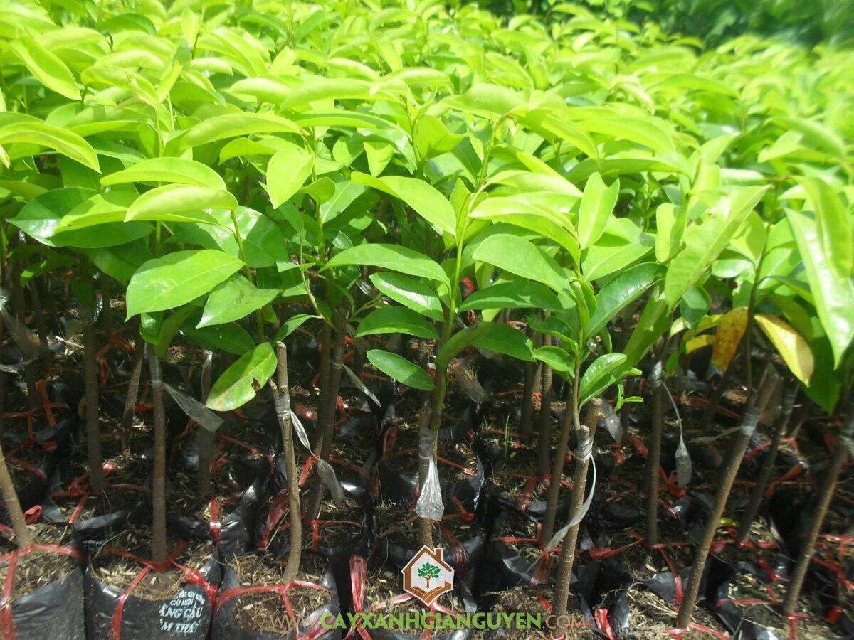 CÂY GIỐNG MÃNG CẦU XIÊM THÁI LAN