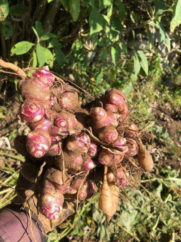 Củ Khoai Sâm Đất Y Tý làm giống 2 củ (1 củ từ 6 đến 8 cùi)