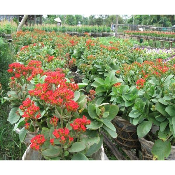 Cây Sống Đời Kiểng Đẹp (đỏ)