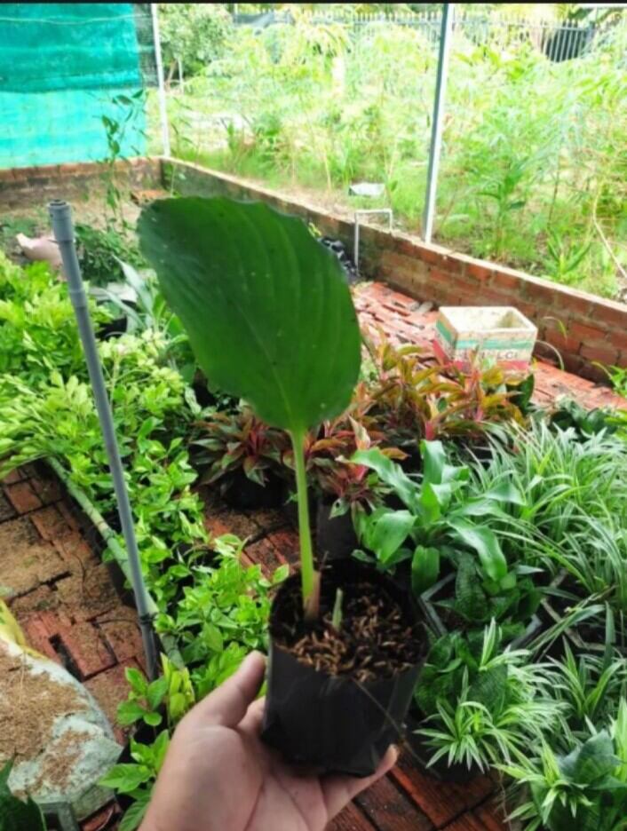 Cây giống gừng đen 1 cây