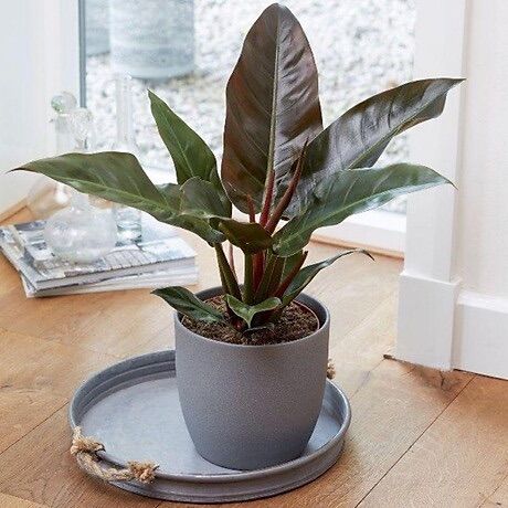 Cây trầu bà đế vương đỏ size lớn, lá từ 20-35cm