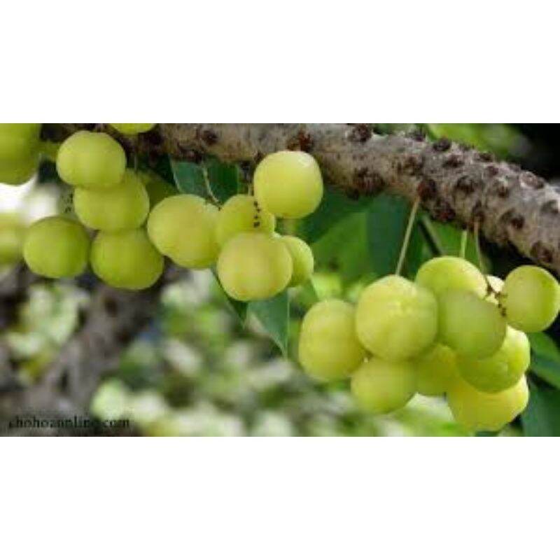Cây giống chùm ruột chua siêu sớm (cây tốt)