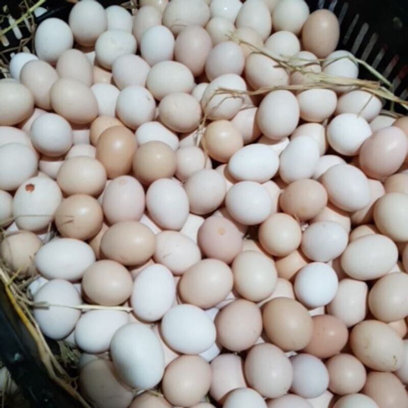 10 trứng gà ri to