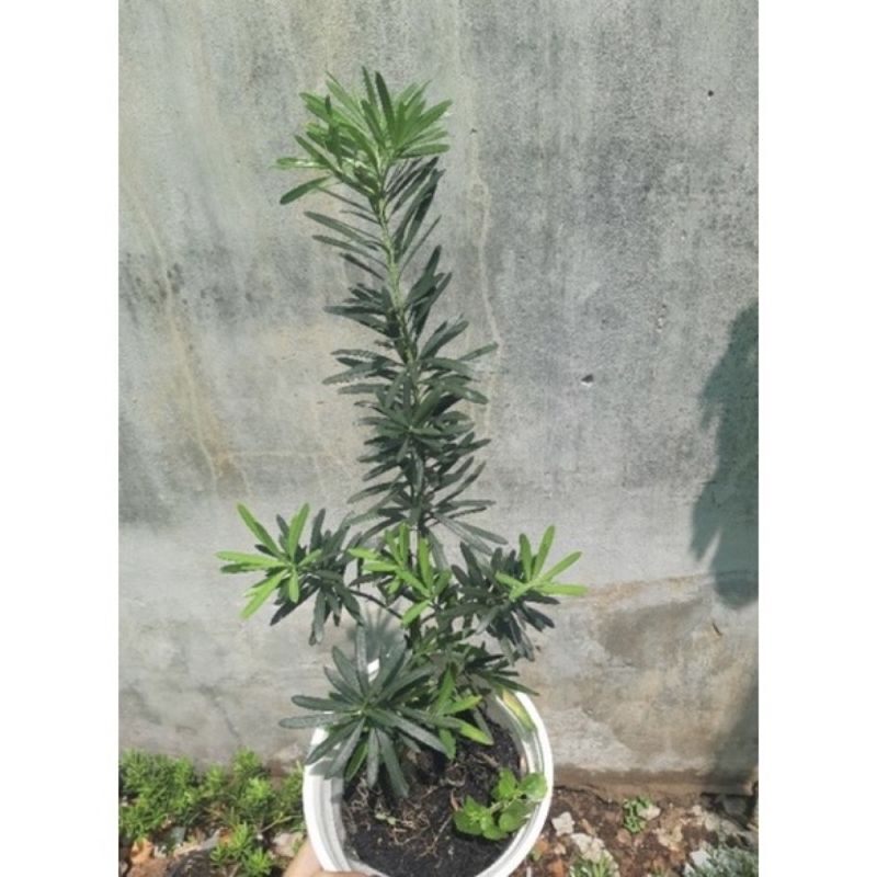 Tùng La Hán ( cây giống dạng phôi như hình )