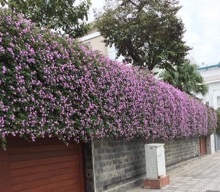 Cây ngũ sắc tím rũ treo