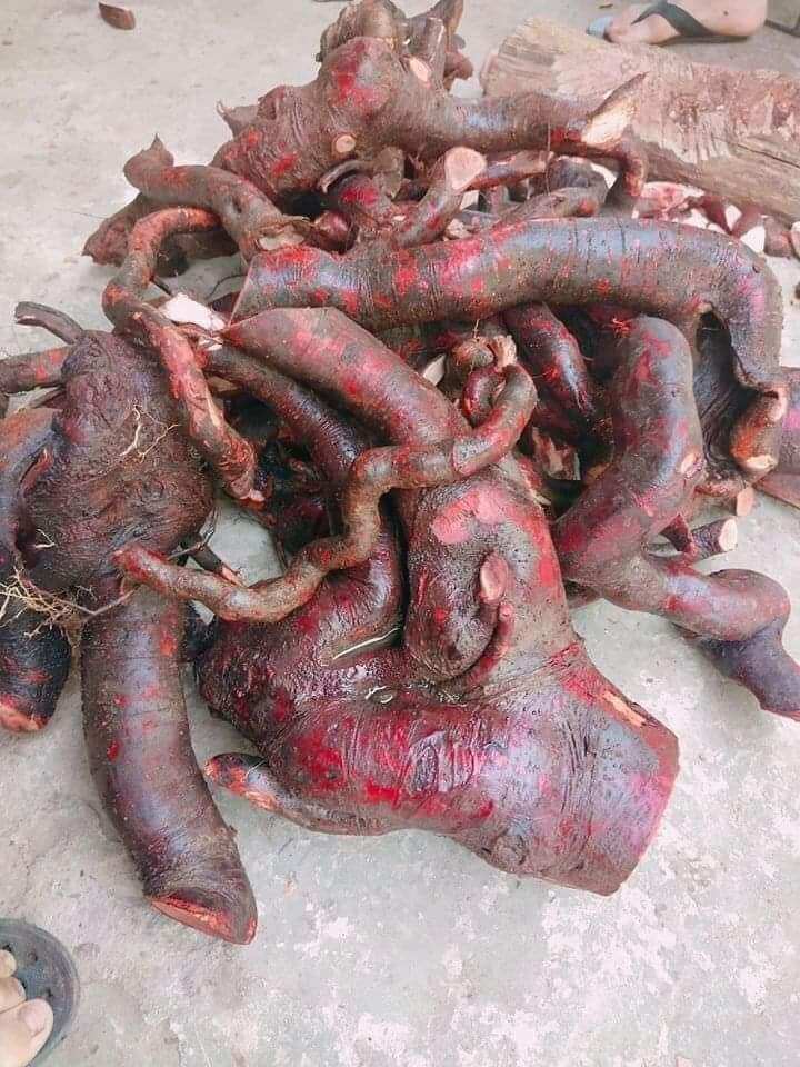 1KG RỄ MÚ TỪN KHÔ CHUẨN