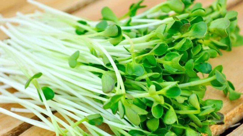 Hạt giống cải mầm PN 30gram