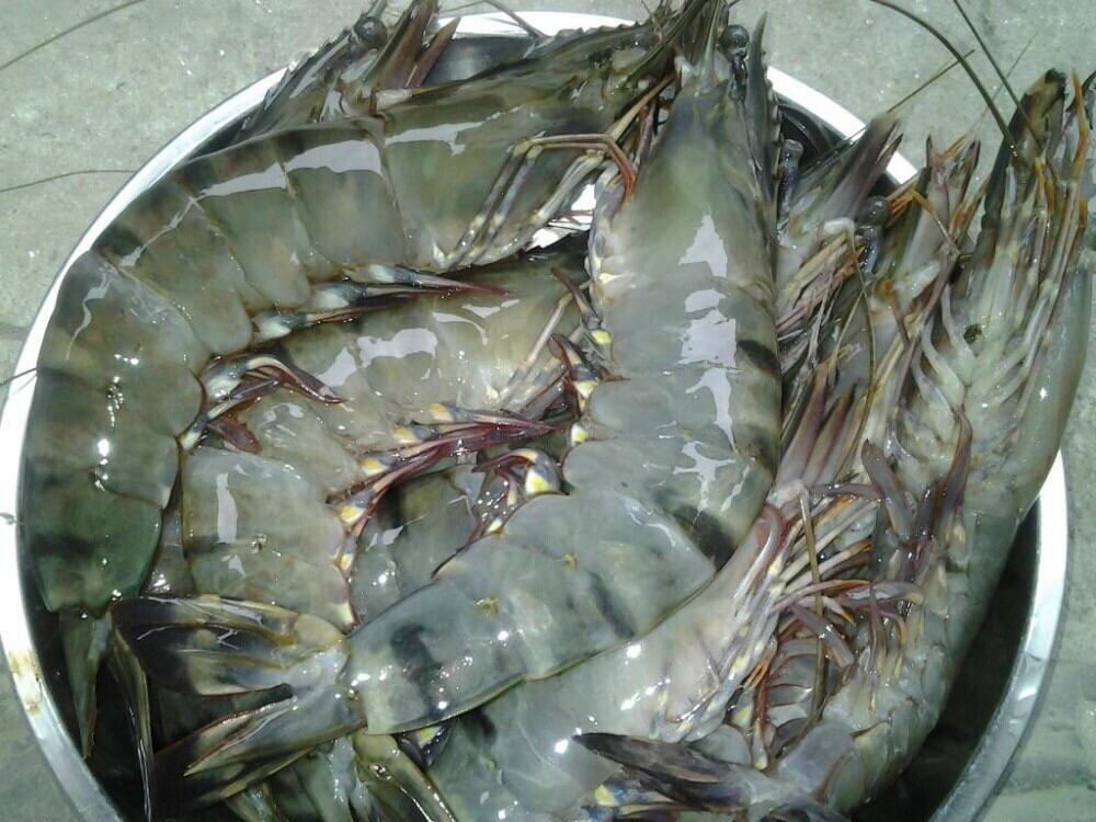 Tôm sú thiên nhiên