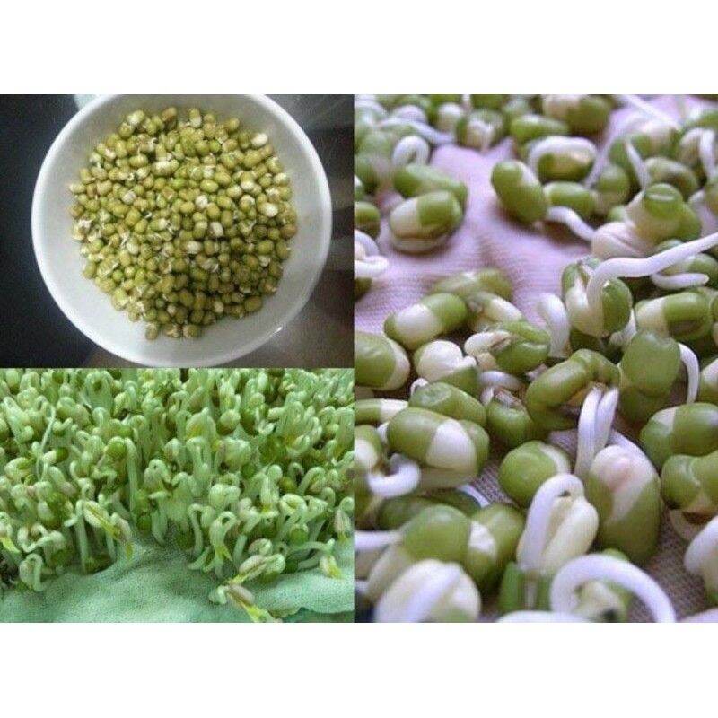 500Gr Đậu Xanh Nguyên Hạt Đắc Lắc