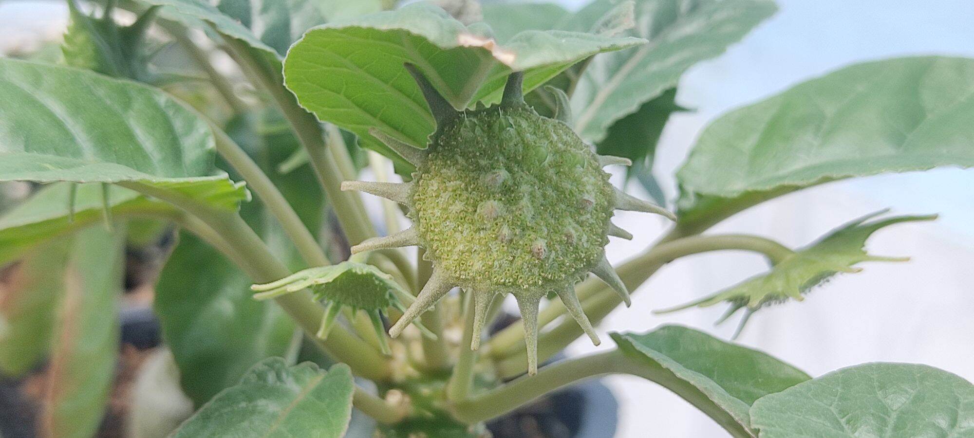 Cây hoa mặt trời - Dorstenia
