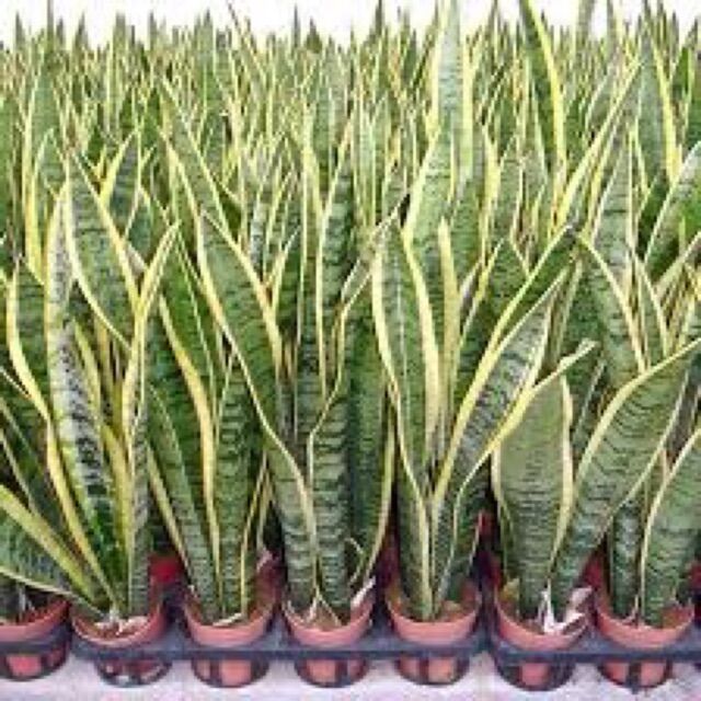Cây lưỡi hổ cao viền vàng