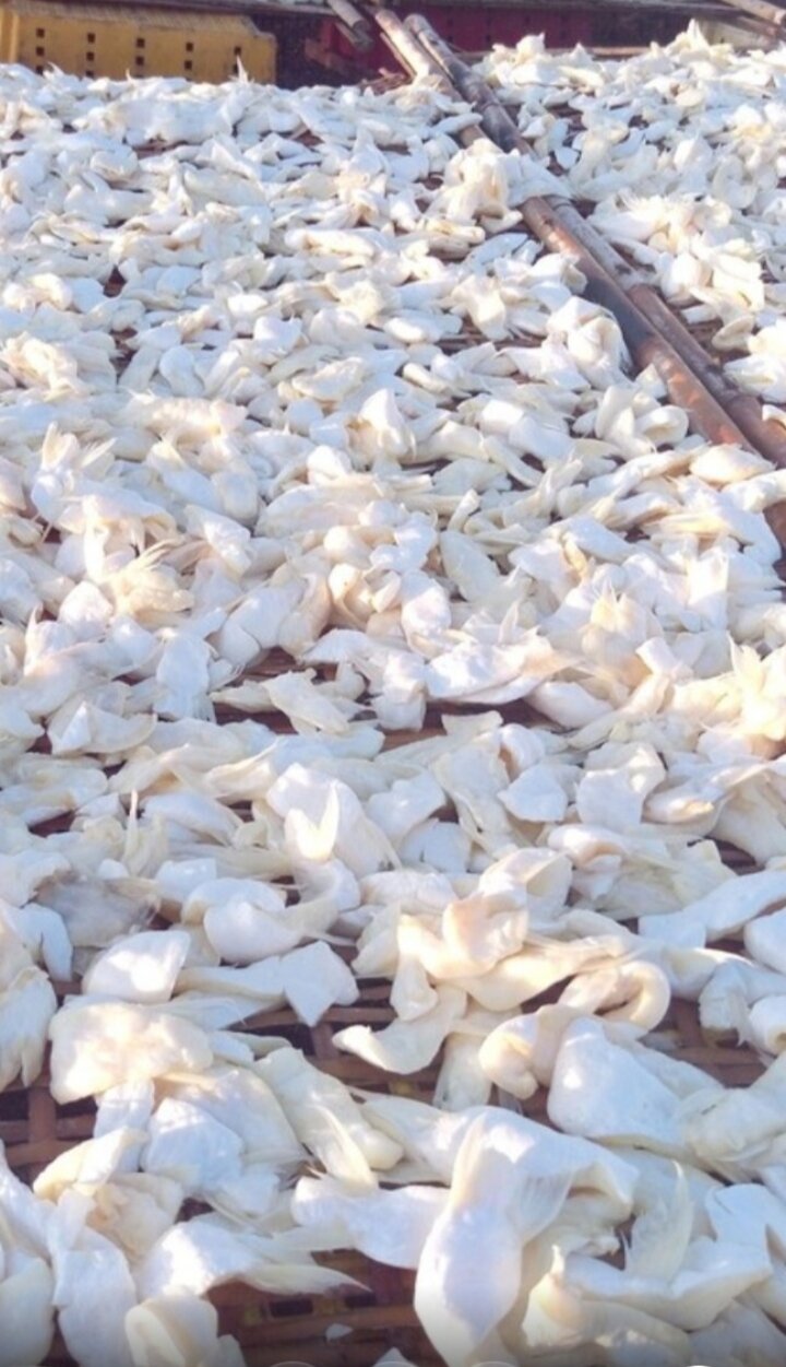 1 kg  mỡ cá tra (ba sa) hàng ngon y hình